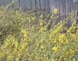 原州区炭山乡2.6万亩柠条籽“沙沙”落袋
