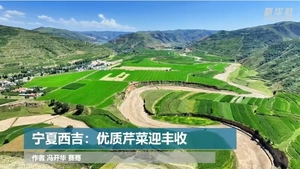 宁夏西吉：优质芹菜迎丰收