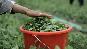 隆德：大棚露地齐发力 多茬蔬菜促增收