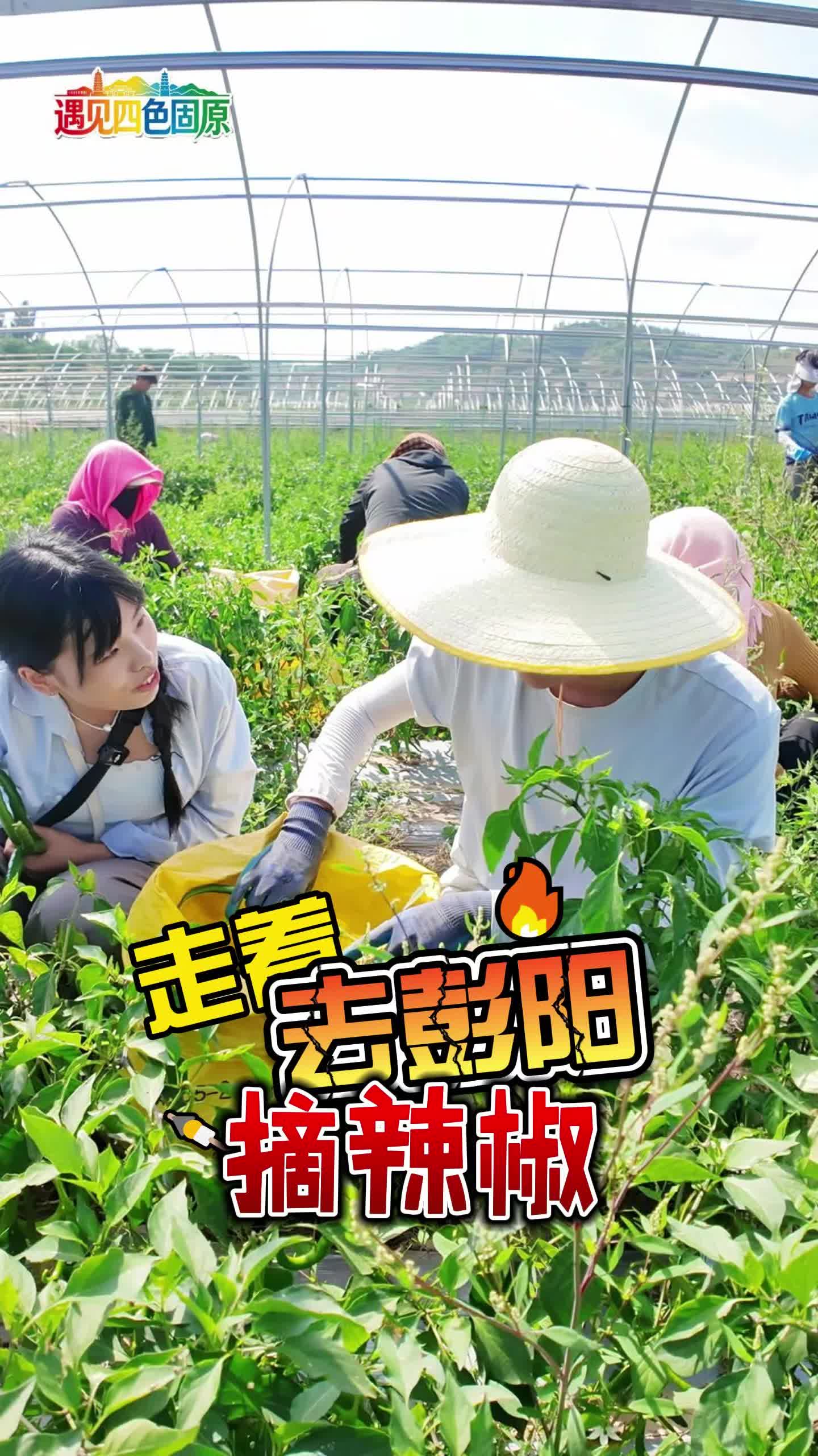 走，跟着记者一起去彭阳摘辣椒