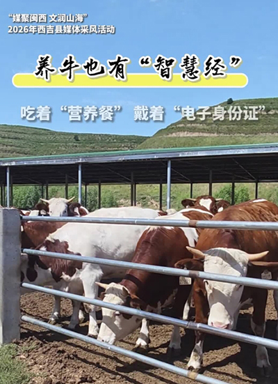 养牛也有“智慧经”